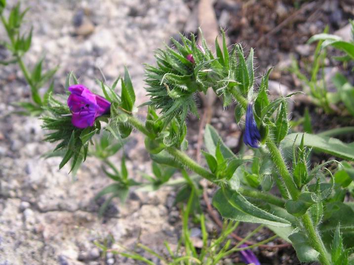 Paretaria officinalis,Echium vulgare,Solanum nigrum etc.