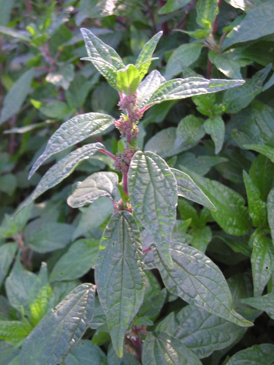 Paretaria officinalis,Echium vulgare,Solanum nigrum etc.