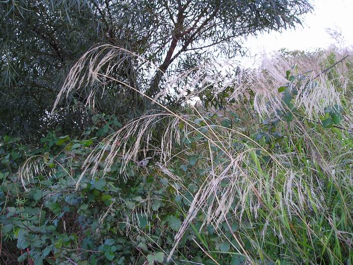 Paretaria officinalis,Echium vulgare,Solanum nigrum etc.