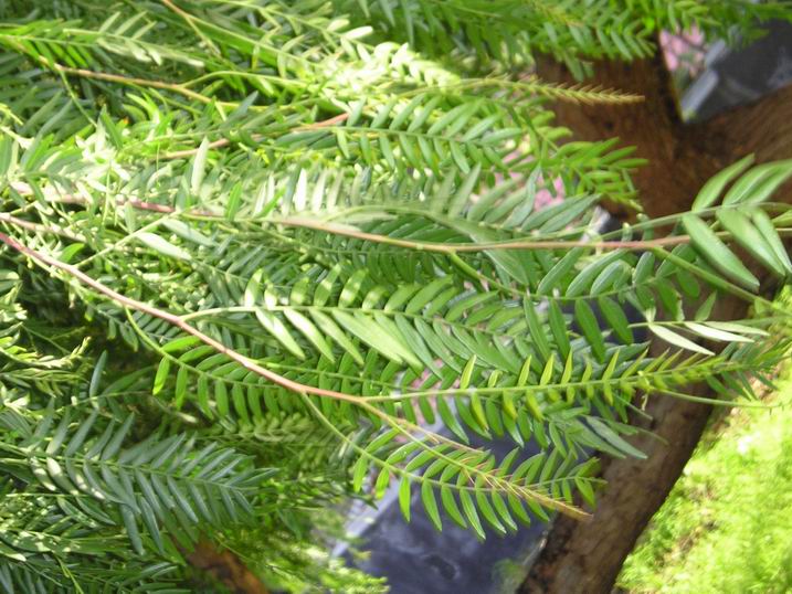 Schinus molle, Ricinus communis, Ligustrum lucidum