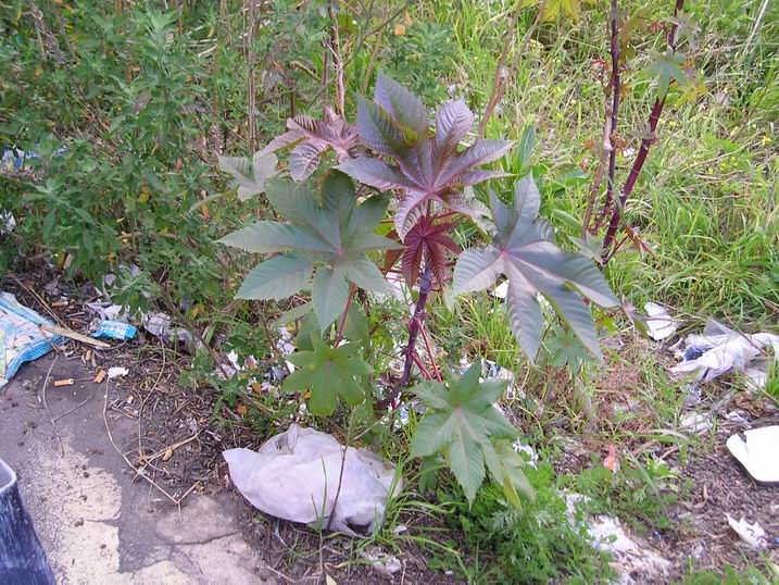 Schinus molle, Ricinus communis, Ligustrum lucidum