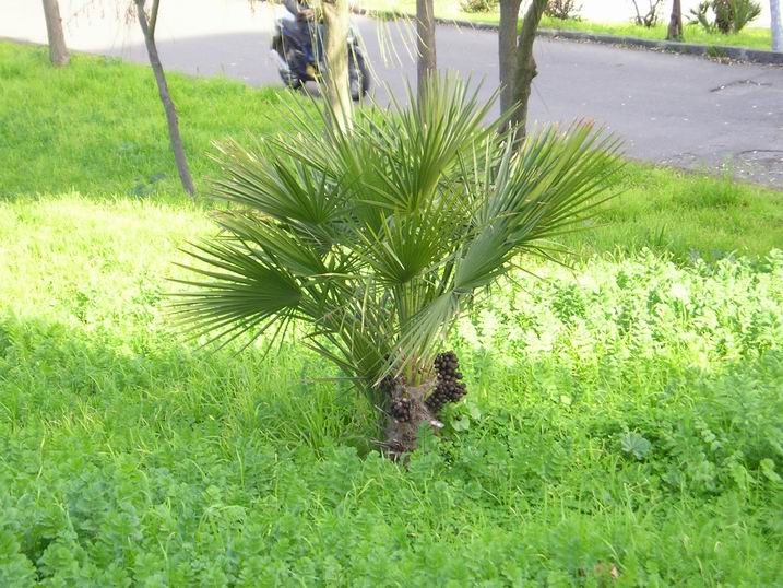 Schinus molle, Ricinus communis, Ligustrum lucidum