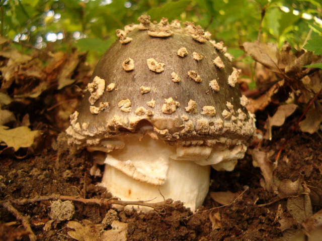 Amanita?????????