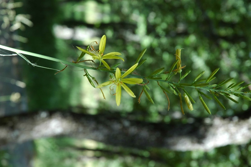 Asphodeline cfr. liburnica e Centaurea deusta