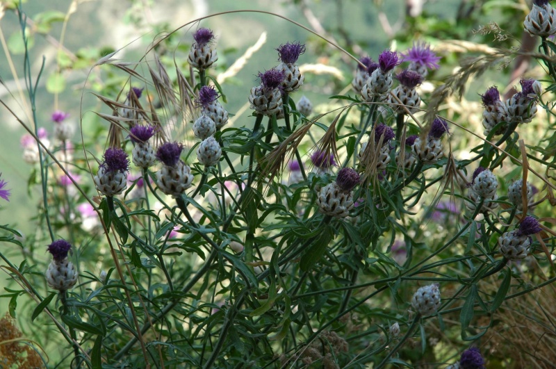 Asphodeline cfr. liburnica e Centaurea deusta