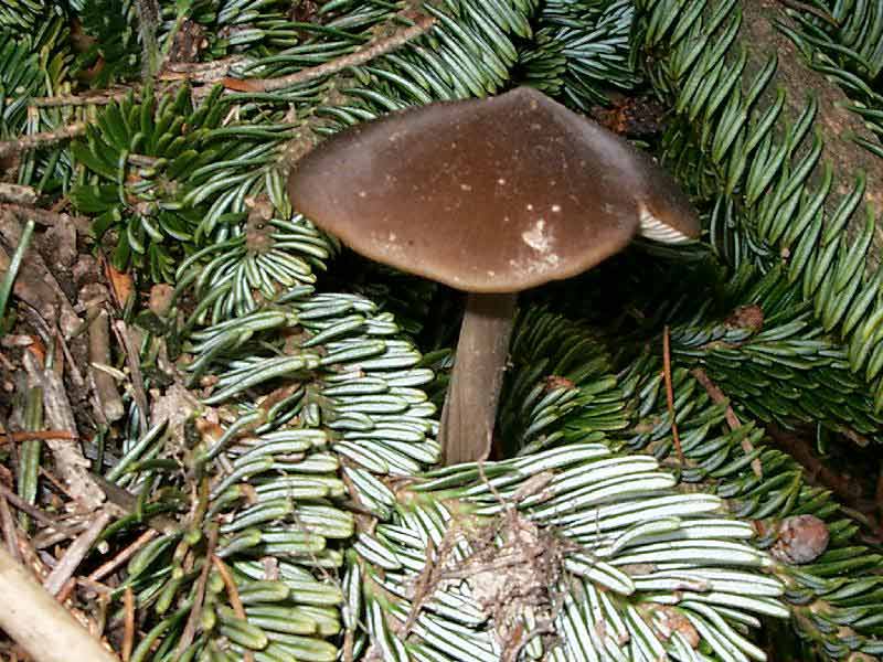 Entoloma vernum