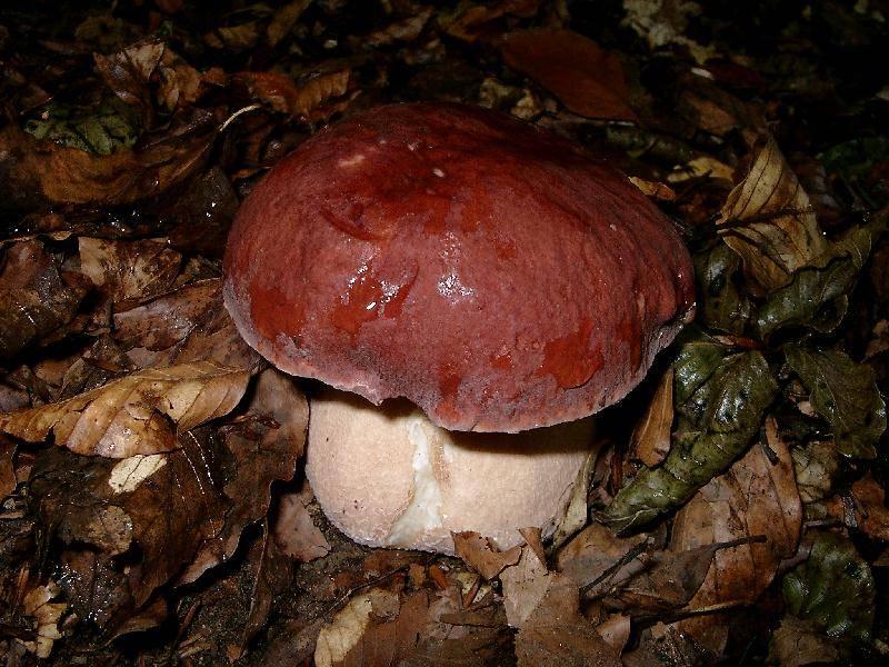 Boletus pinophilus