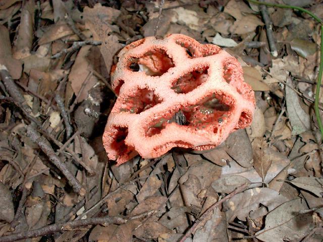 Clathrus cancellatus