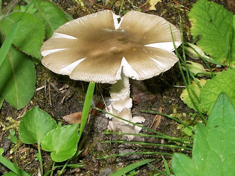 Amanita vaginata. Commestibile dopo cottura.