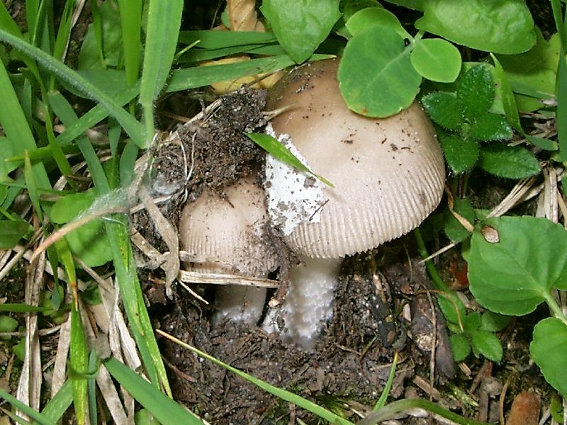 Amanita vaginata. Commestibile dopo cottura.