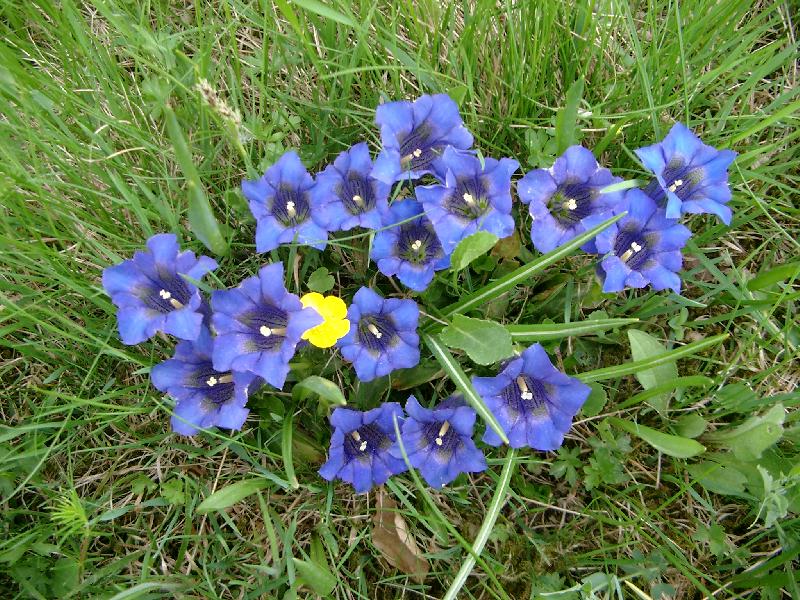 Gentiana acaulis / Genziana di Kock