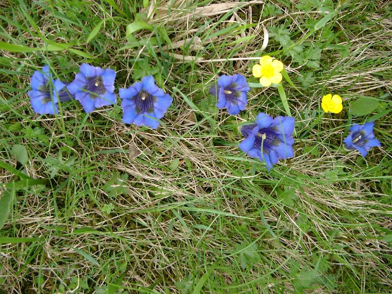 Gentiana acaulis / Genziana di Kock