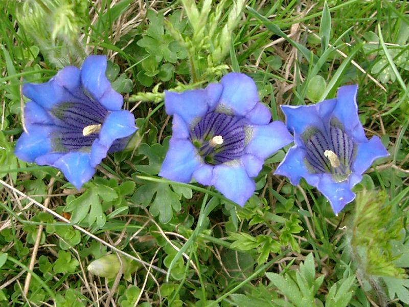 Gentiana acaulis / Genziana di Kock