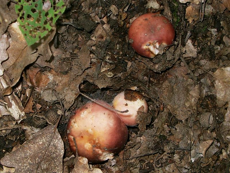 Russula vesca.