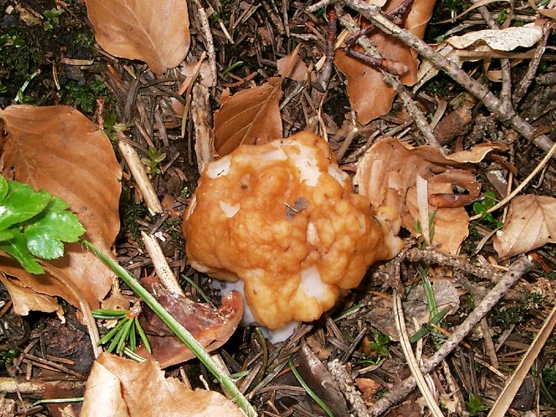 Gyromitra esculenta