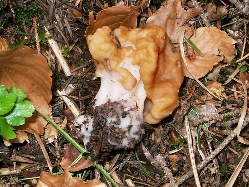 Gyromitra esculenta