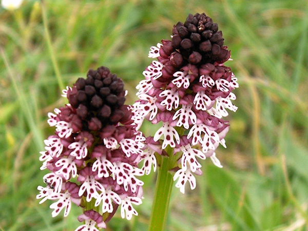 orchis ustulata L.