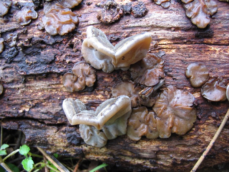 Auricularia mesenterica 27.02.05