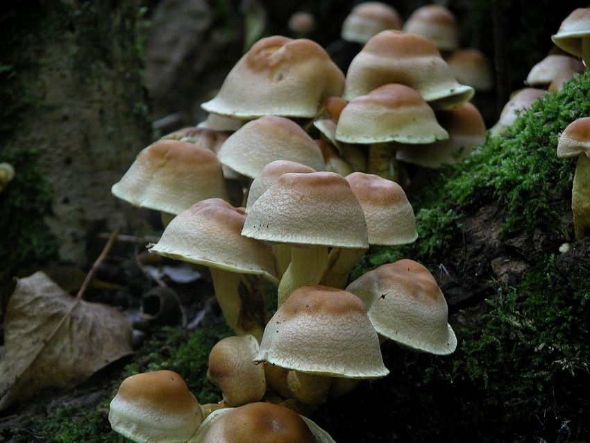 Hypholoma fasciculare. Tossico.