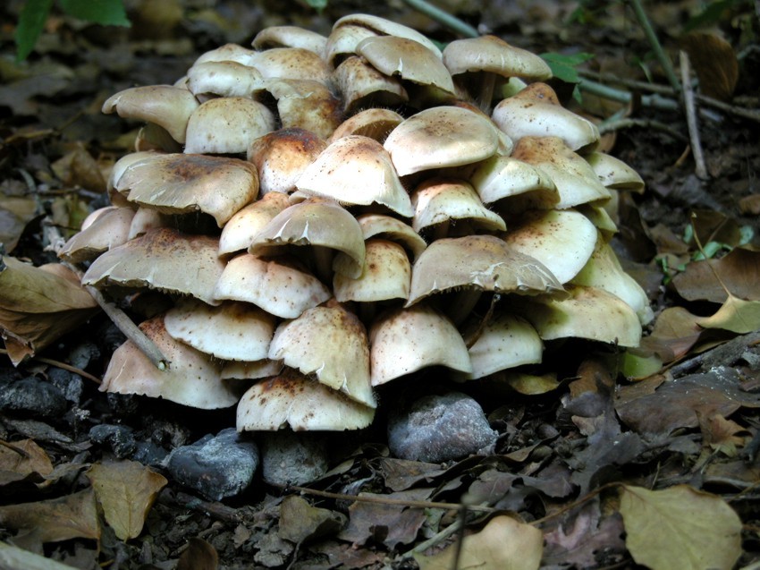 Collybia fusipes