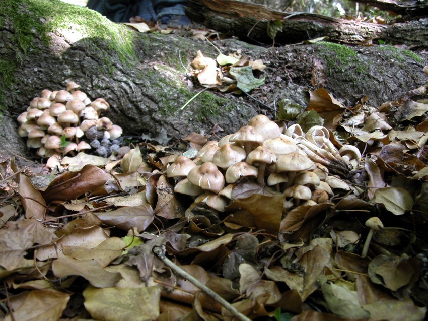 Collybia fusipes