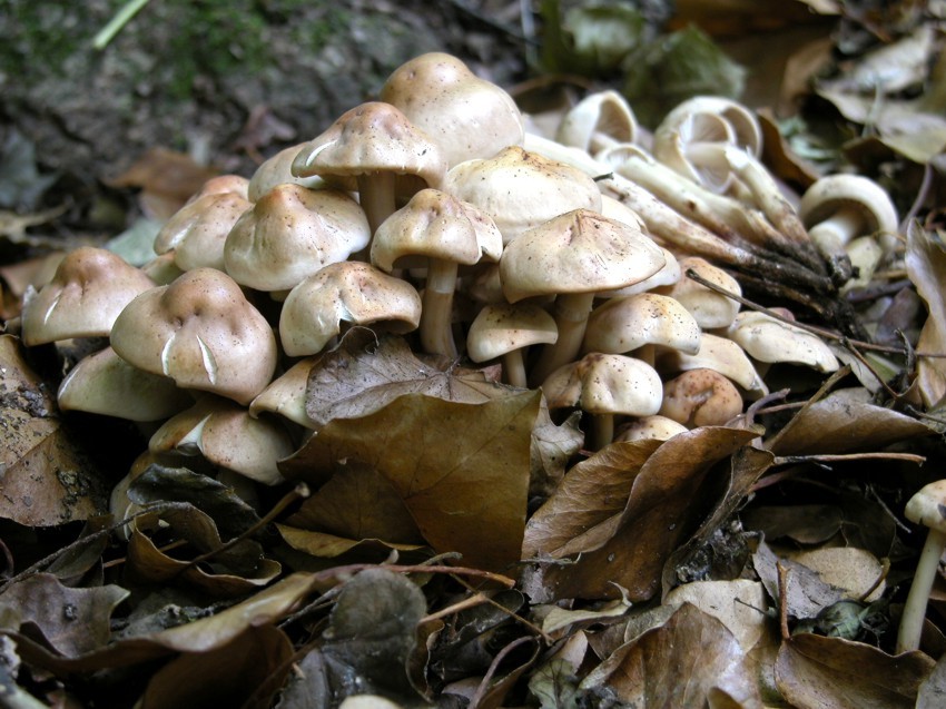 Collybia fusipes