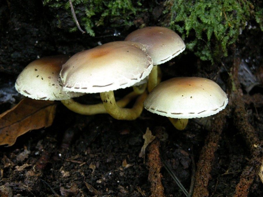 Hypholoma fasciculare. Tossico.