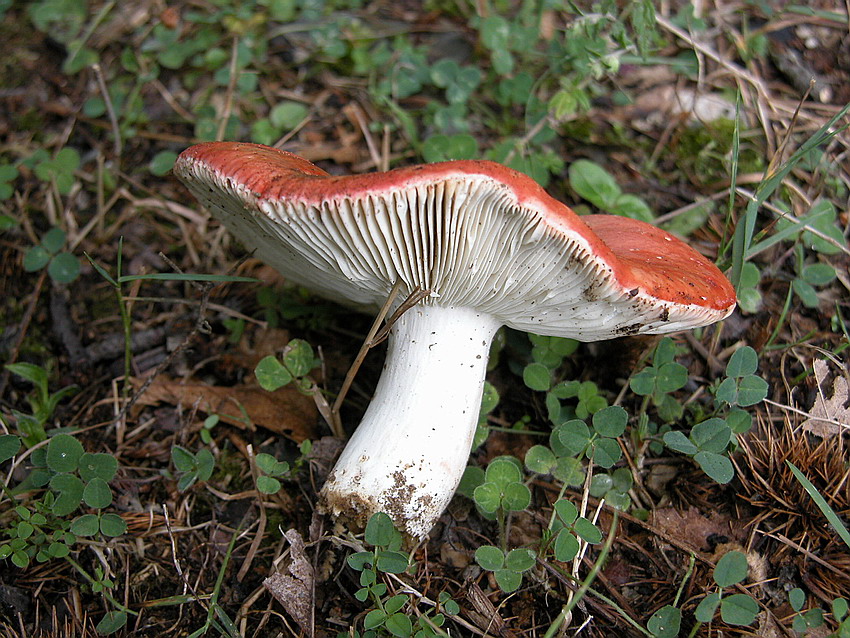 Russula lepida