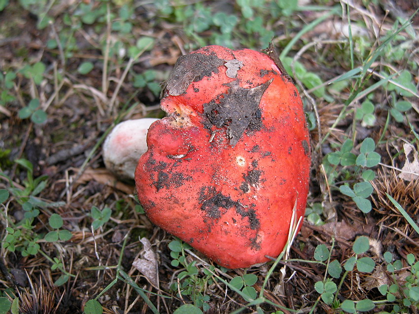 Russula lepida