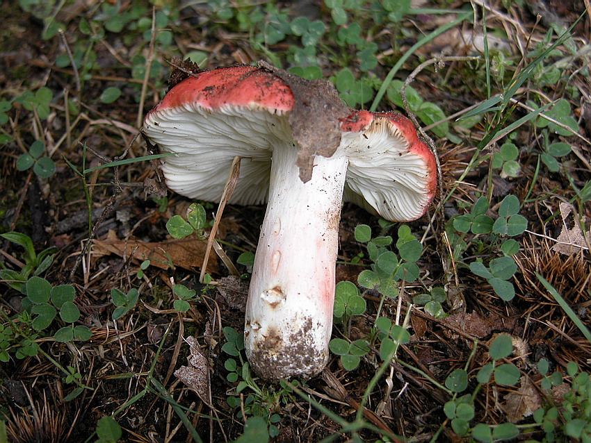 Russula lepida