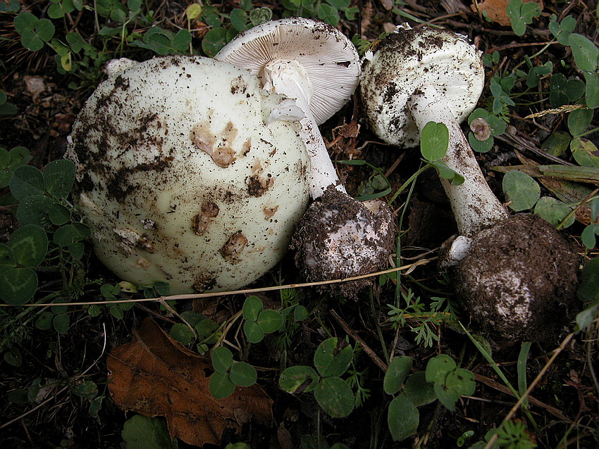 Amanita citrina