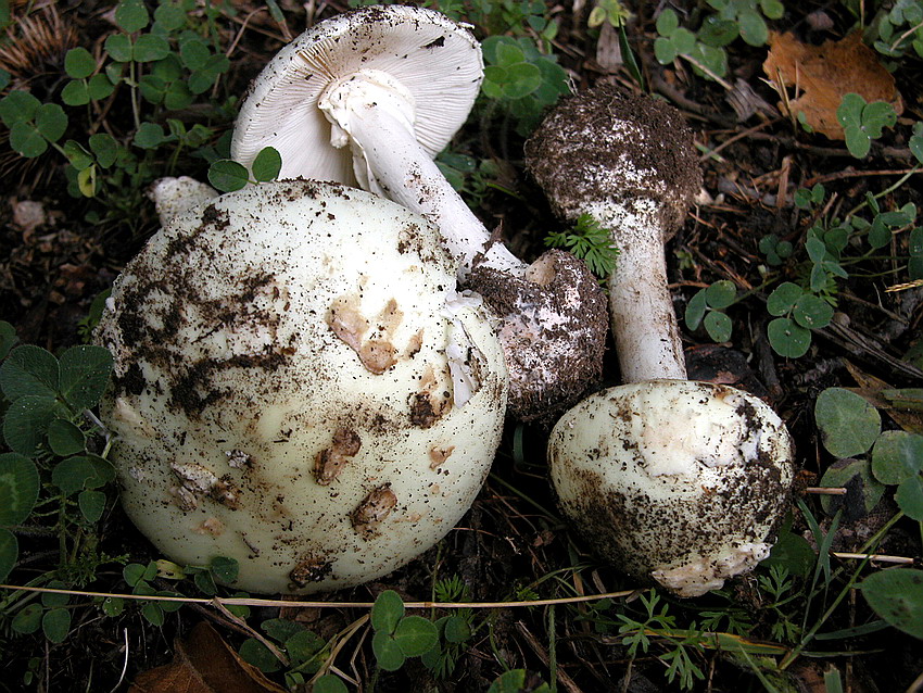 Amanita citrina