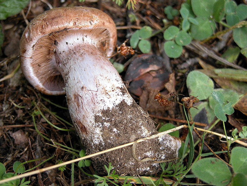 Cortinarius da determinare