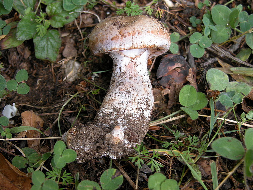 Cortinarius da determinare