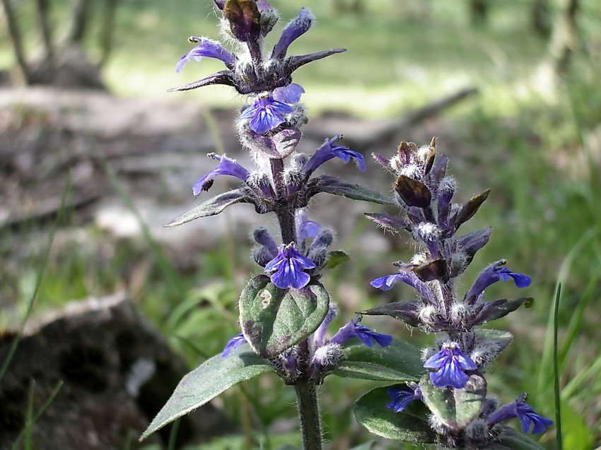 Dactylorhiza romana e Orchis purpurea