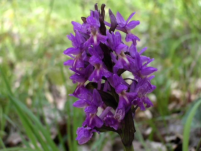 Dactylorhiza romana e Orchis purpurea