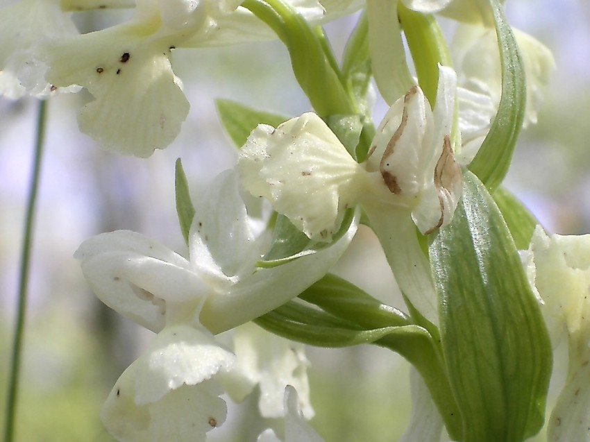 Dactylorhiza romana e Orchis purpurea