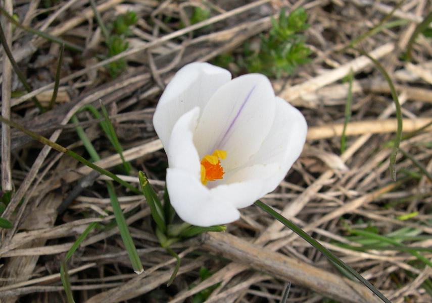 Crocus biflorus