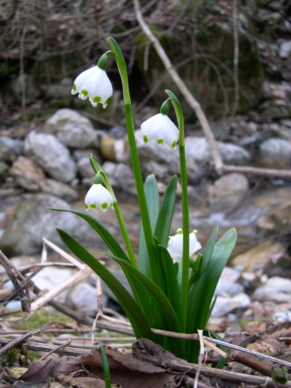 Leucojum vernum / Campanelle comuni