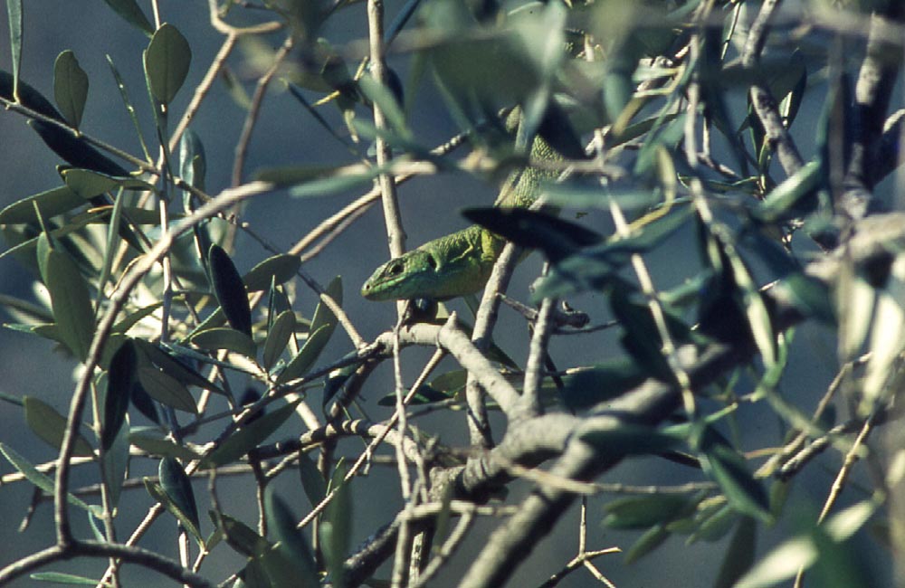 Incontri Lacerta bilineata