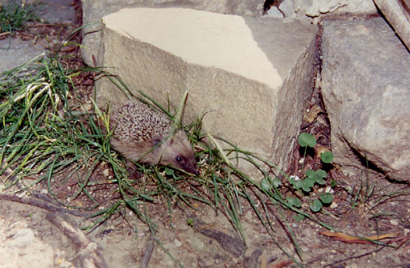 Incontri Lacerta bilineata