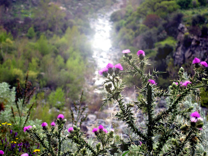 Colori di Sicilia