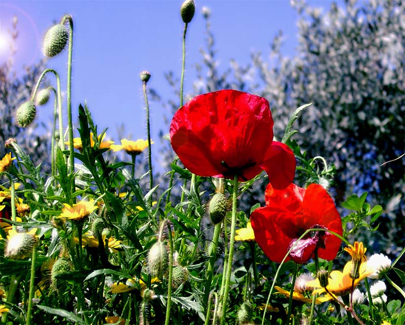 Colori di Sicilia