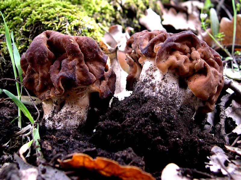 Gyromitra esculenta