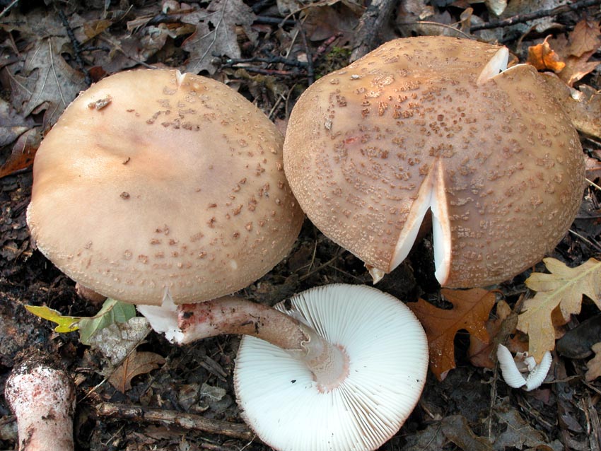 I tanti aspetti della Amanita rubescens