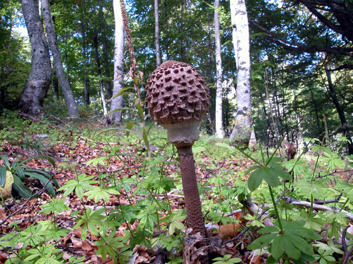 Macrolepiota procera var. fuliginosa.