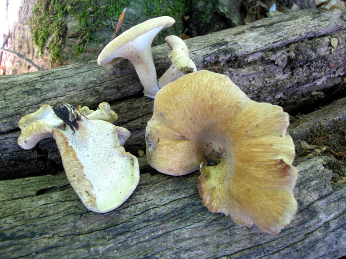 che sara'' -1 (Polyporus varius)