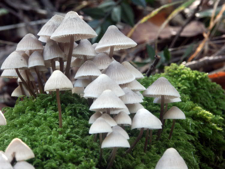 Il bosco della Ficuzza