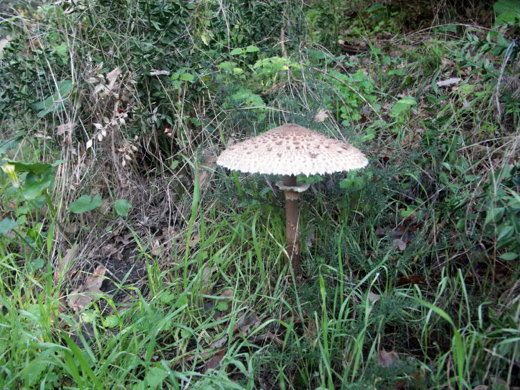 Il bosco della Ficuzza