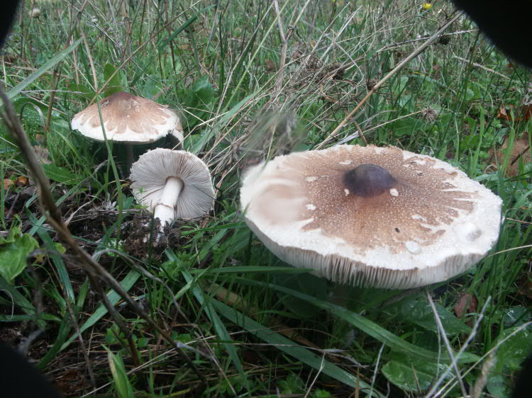 Il bosco della Ficuzza